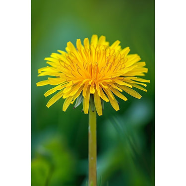Tableau Fleur de Pissenlit